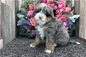 Hetty - Bernedoodle, Mini for sale