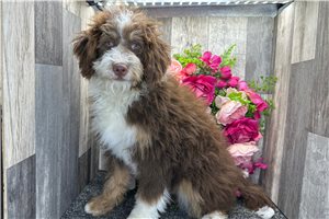 Gideon - Bernedoodle, Mini for sale