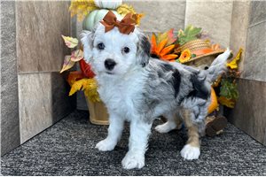 Juniper - Mini Bernedoodle for sale