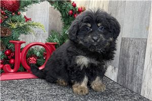 Luke - Bernedoodle, Mini for sale