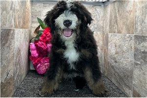 Gary - Bernedoodle, Mini for sale