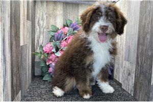 Gideon - Bernedoodle, Mini for sale