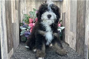 Gary - Bernedoodle, Mini for sale