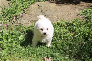 Javier - puppy for sale