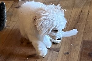 Bennett - puppy for sale