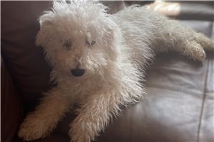 Zeus - puppy for sale