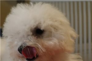 Zipp - puppy for sale