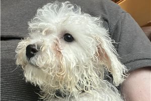 Jeffrey - puppy for sale