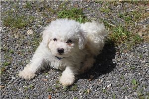 Jiminy - puppy for sale
