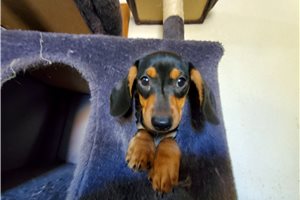 Linus - Dachshund, Smooth for sale