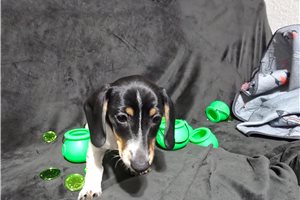 Homer - Dachshund, Mini for sale