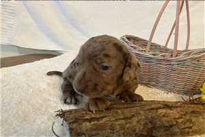 Kaitlin - puppy for sale