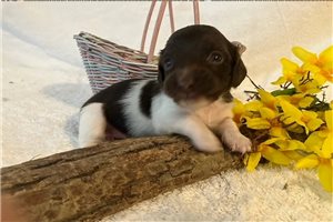 Elana - puppy for sale