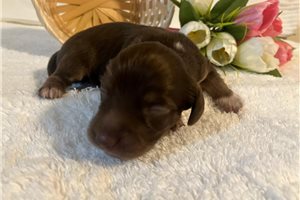 Elise - puppy for sale