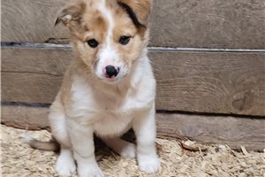 Harlow - Border Collie for sale