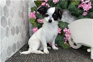 Cadence - Chihuahua for sale
