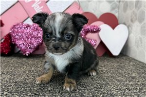 Cooper - Chihuahua for sale