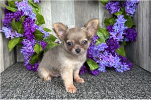 Ernesto - Chihuahua for sale