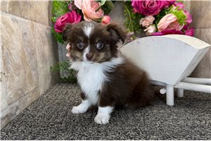 Daria - Chihuahua for sale