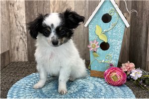 Callen - puppy for sale