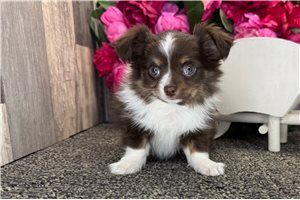 Daria - Chihuahua for sale