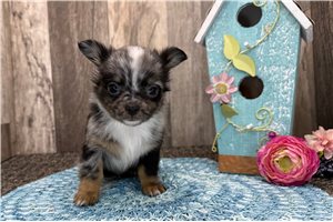 Cooper - Chihuahua for sale
