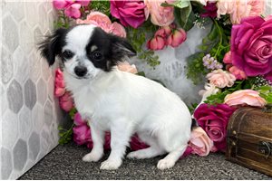 Cadence - Chihuahua for sale