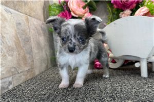 Genevieve - Chihuahua for sale