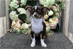 Daria - Chihuahua for sale