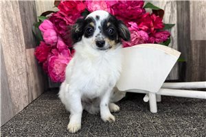 Callen - Chihuahua for sale