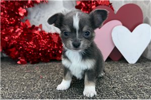 Amos - Chihuahua for sale