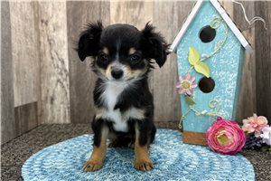 Dora - Chihuahua for sale