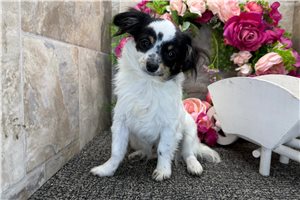 Callen - Chihuahua for sale