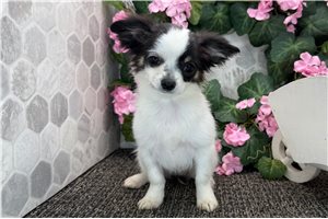 Cadence - Chihuahua for sale