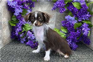 Daria - Chihuahua for sale