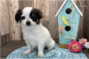 Cadence - puppy for sale