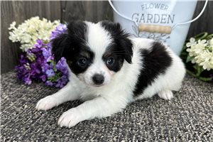 Floyd - puppy for sale