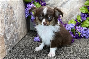 Daria - Chihuahua for sale