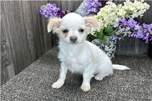 Grayson - Chihuahua for sale