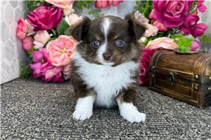 Daria - Chihuahua for sale