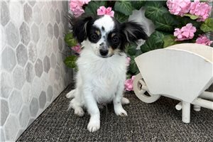 Callen - Chihuahua for sale
