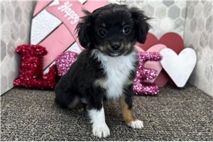 Caleb - puppy for sale