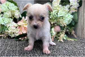 Elaine - puppy for sale