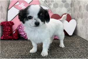 Cadence - Chihuahua for sale
