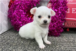 Aida - Chihuahua for sale