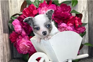 Gatlin - puppy for sale