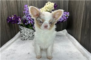 Brooks - Chihuahua for sale