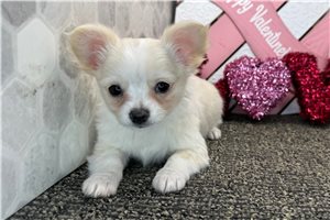 Agnes - Chihuahua for sale