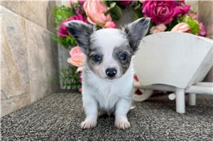 Gatlin - Chihuahua for sale