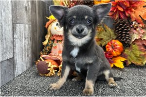 Fisher - Chihuahua for sale